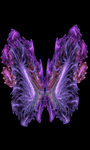pic for butterfly  480x800